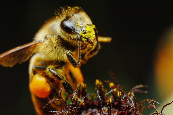 Lancement d'un observatoire sur la santé des abeilles