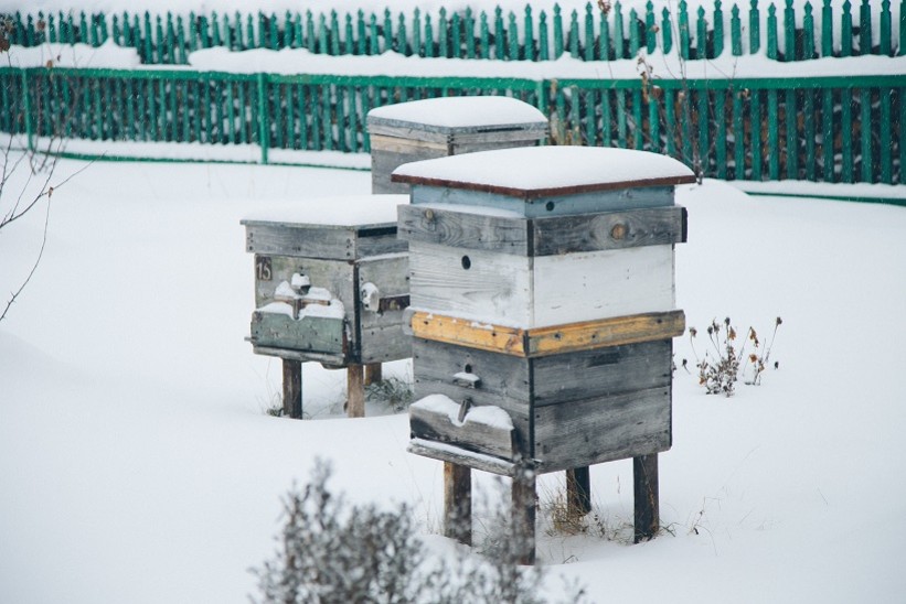 La survie hivernale des abeilles
