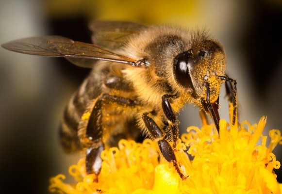 Le séquençage du génome des abeilles : une piste sérieuse contre le déclin ?
