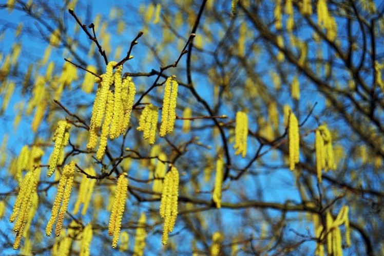 Plante mellifère : l'Aulne Glutineux