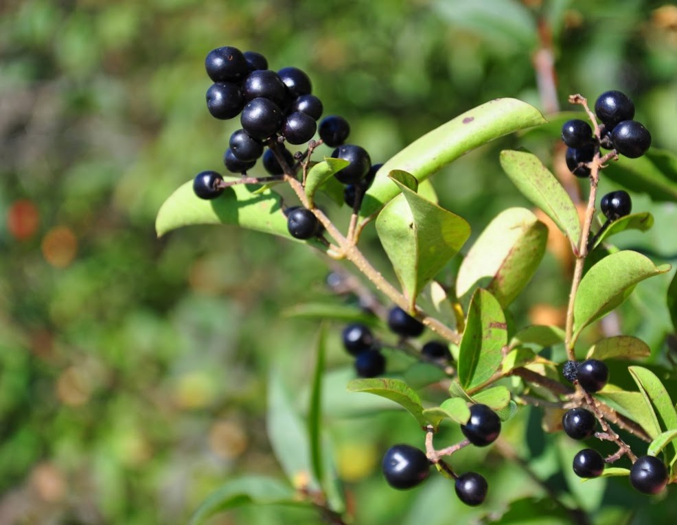 Plante mellifère : la Bourdaine