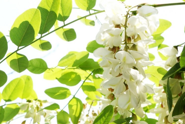 Plante mellifère : le Robinier (faux -acacia)