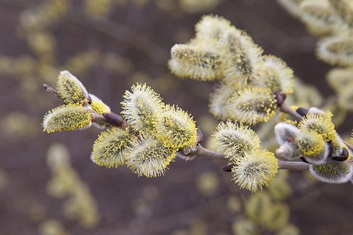 Plante mellifère : le saule marsault