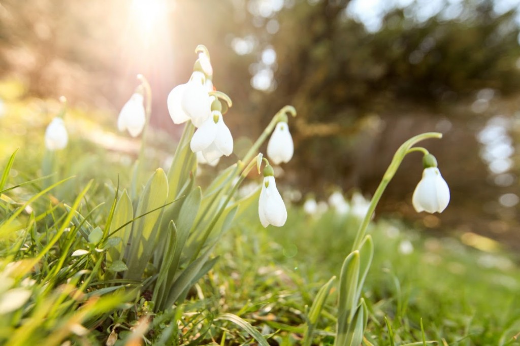 Plante mellifère : le Perce-neige