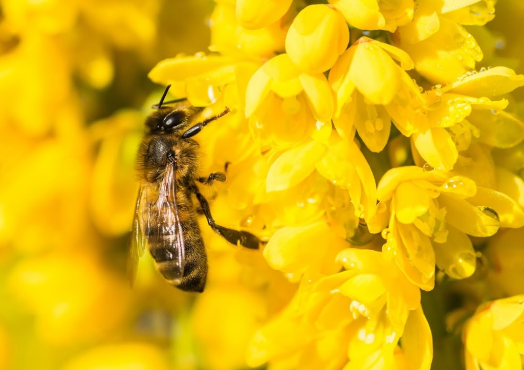 Plante mellifère : le mahonia