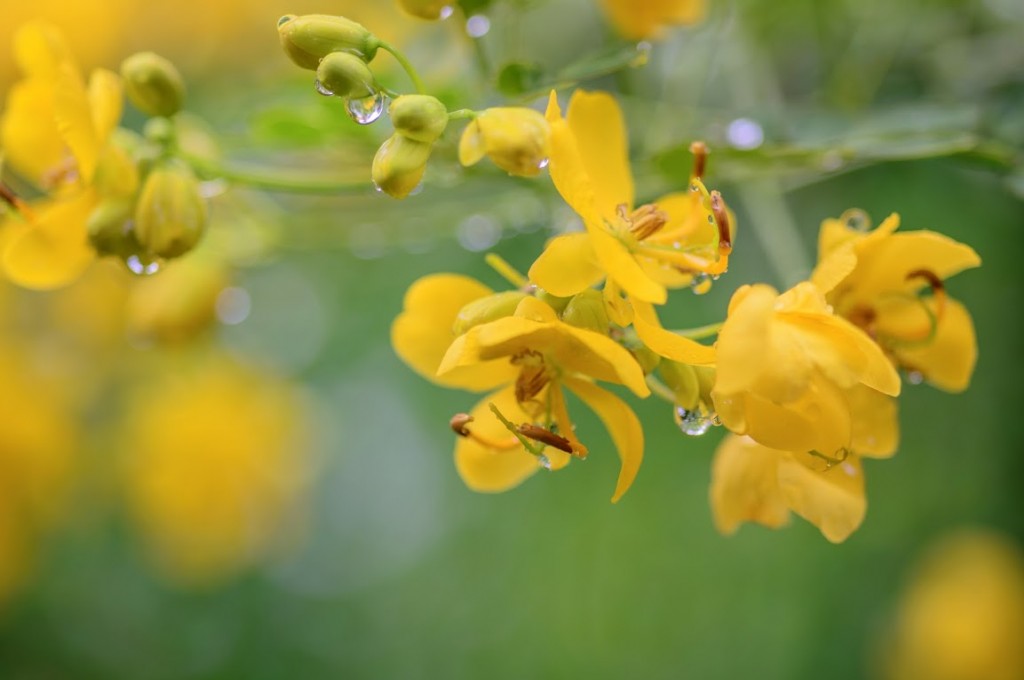 Plante mellifère : le sophora