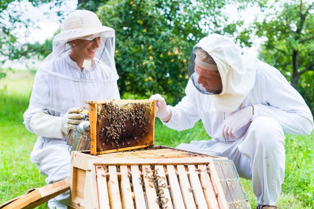 Récolte du miel : un guide étape par étape pour les apiculteurs 🐝