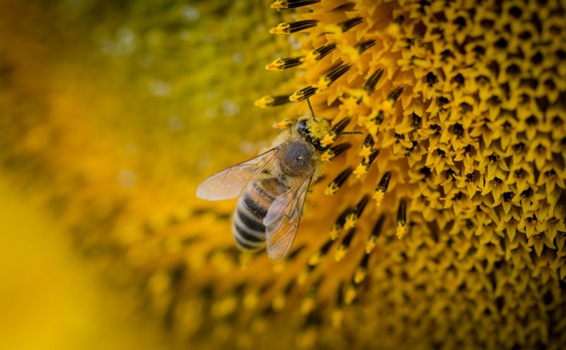 Varroa, maladies, parasites et prédateurs