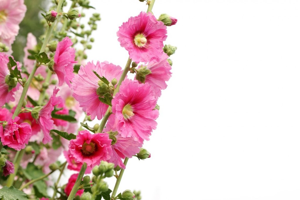 Plante mellifère : la rose trémière