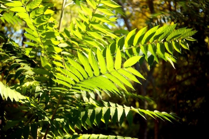 Plante mellifère : l'ailante