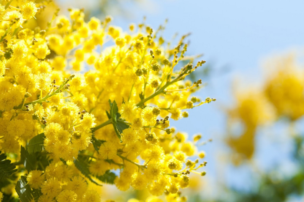 Plante mellifère : le mimosa