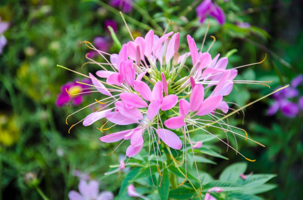 Plante mellifère à floraison longue : le cléome