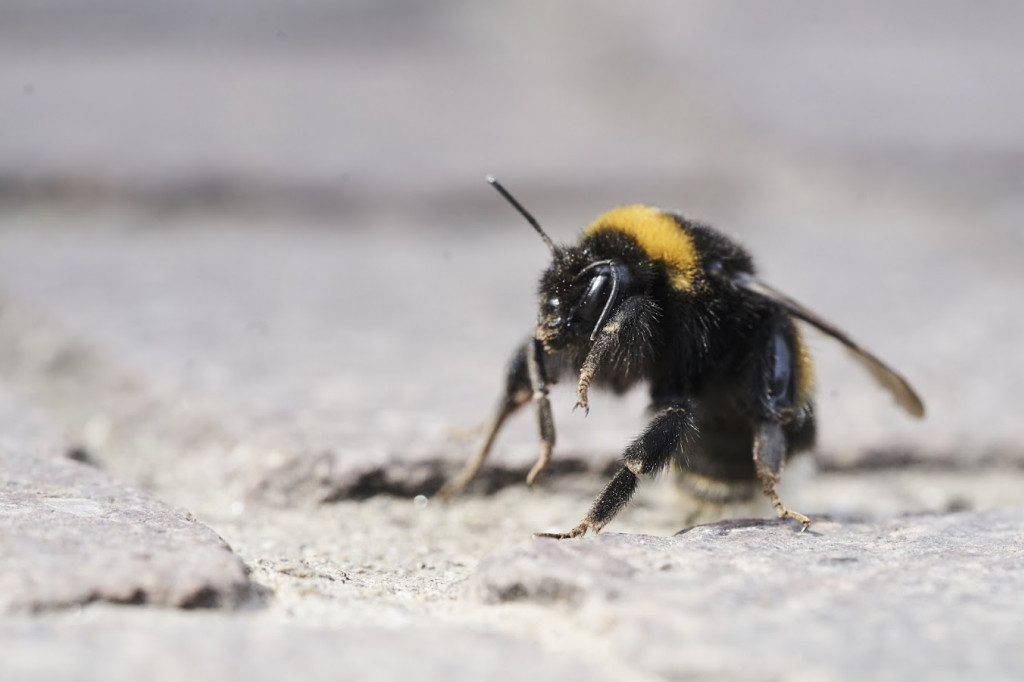 Hostabee connecte les ruches pour sauver les abeilles