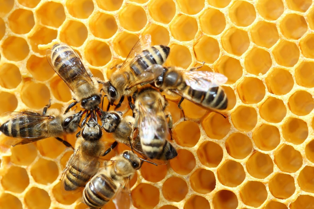 Les phéromones : la clé du comportement des abeilles ?