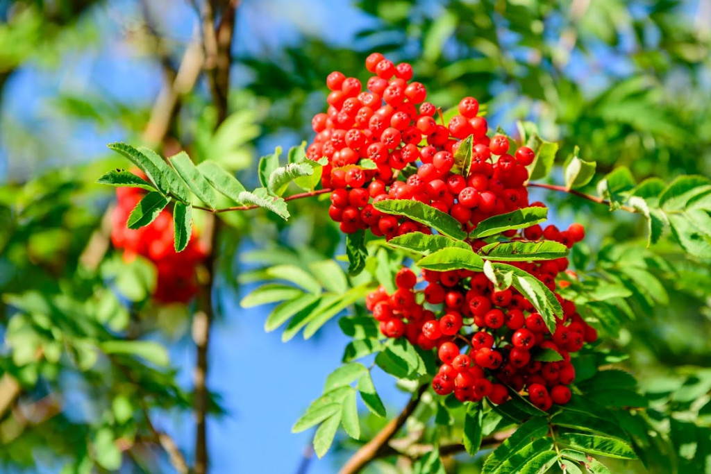 Plante mellifère : le Sorbier des oiseleurs