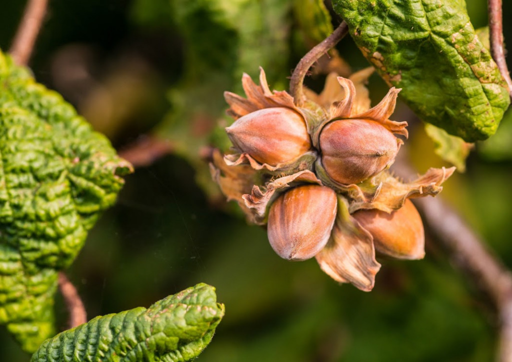 Plante mellifère : le noisetier