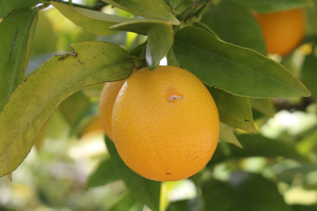 Plante mellifère : le mandarinier