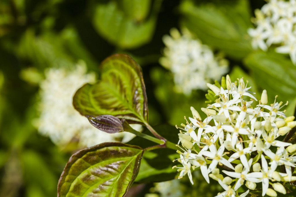 Plante mellifère : le cornouiller sanguin