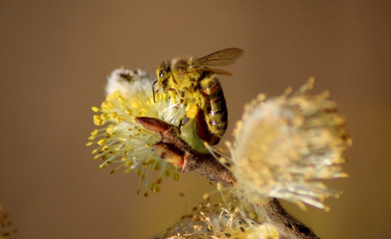 La disparition des abeilles : un enjeu majeur
