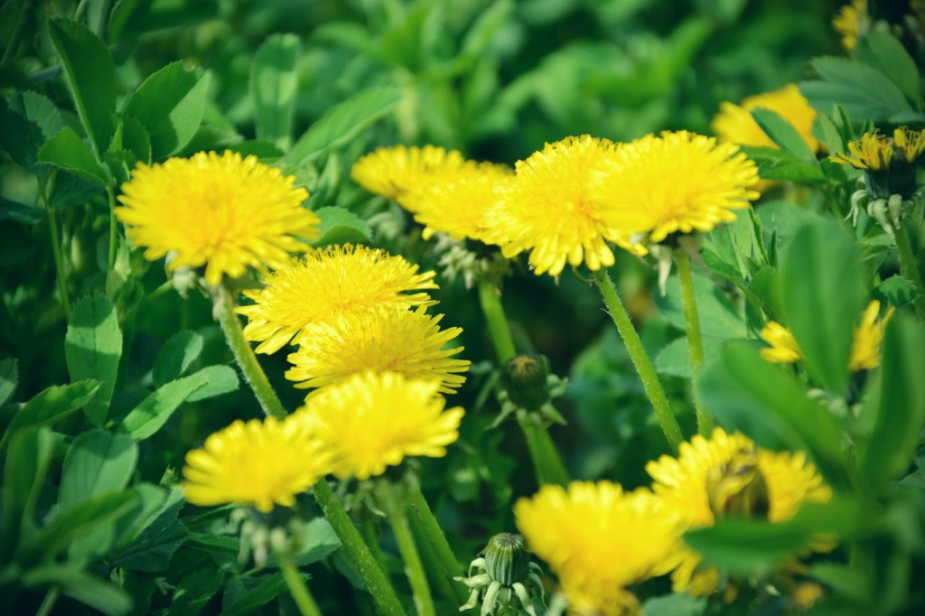 Plante mellifère : le pissenlit