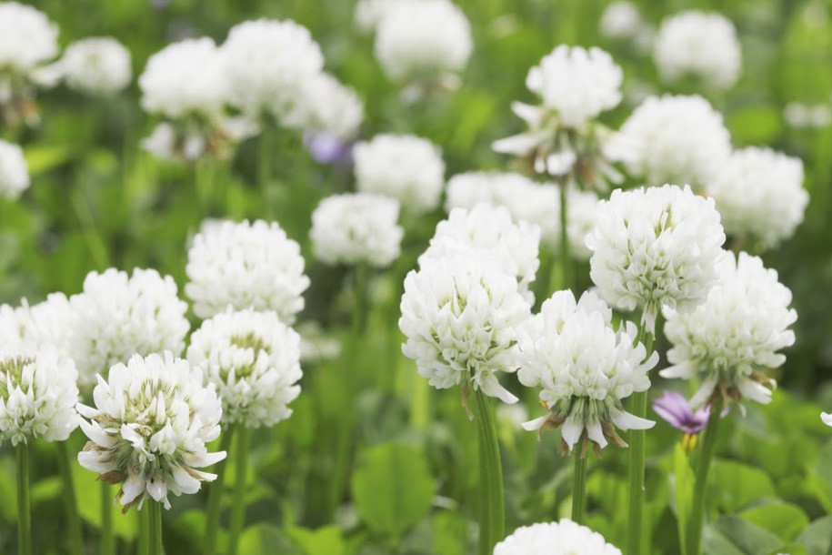 Plante mellifère : le trèfle blanc