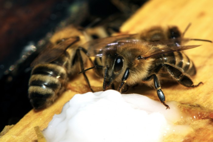 Le nourrissement des abeilles : comment procéder