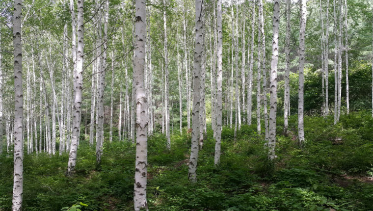 Plante mellifère : le bouleau