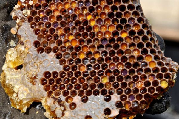 L'apiculture en supermarché ?