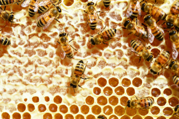 L'essaim d'abeilles fonctionnerait comme un réseau de neurones