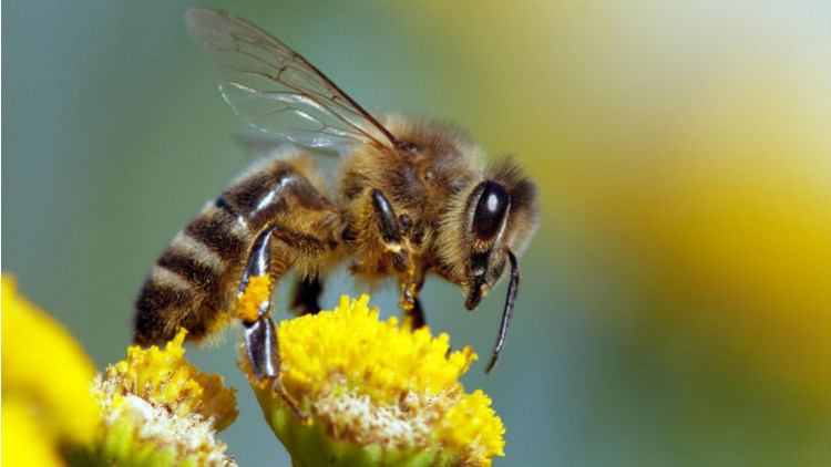 Le point sur la Journée Mondiale des Abeilles