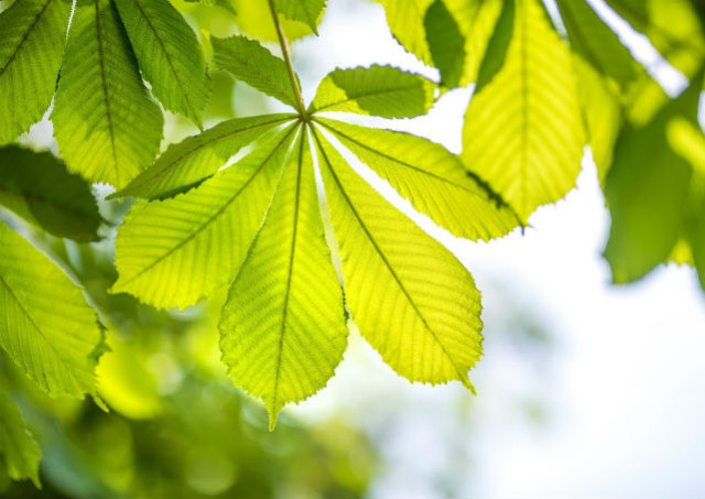 Plante mellifère : le marronnier