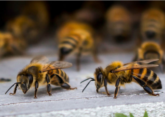 B-keep : Une nouvelle Technologie pour sauver les Abeilles ?