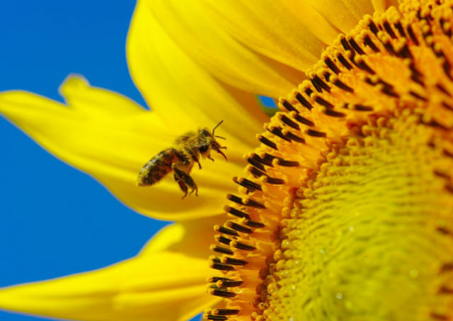 Plante mellifère : le tournesol