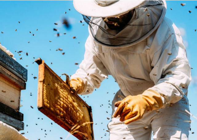Législation et démarches pour une première ruche