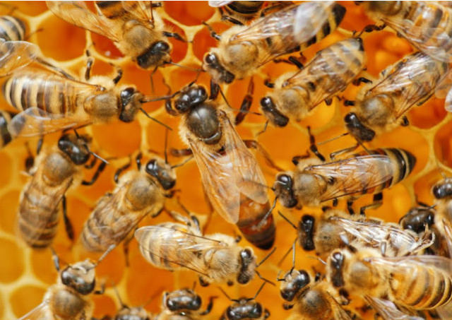 Quel est le rôle d'une grille à reine dans une ruche