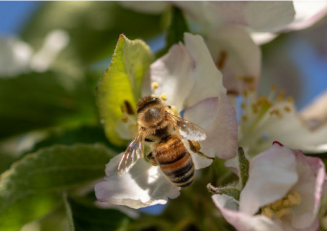 Des fleurs connectées pour étudier les abeilles