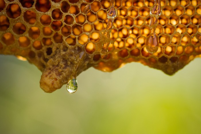 Les bienfaits du miel en rayon - Association Confidences d'Abeilles