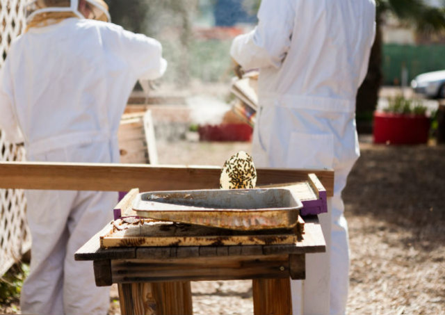 L'apiculture en ville vs l'apiculture à la campagne