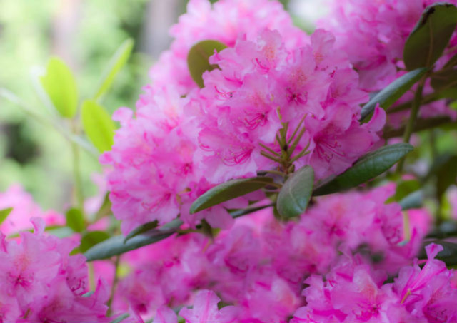 Plante mellifère : le rhododendron