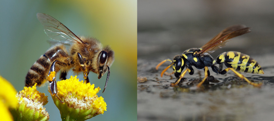 Faire la différence entre une abeille et une guêpe