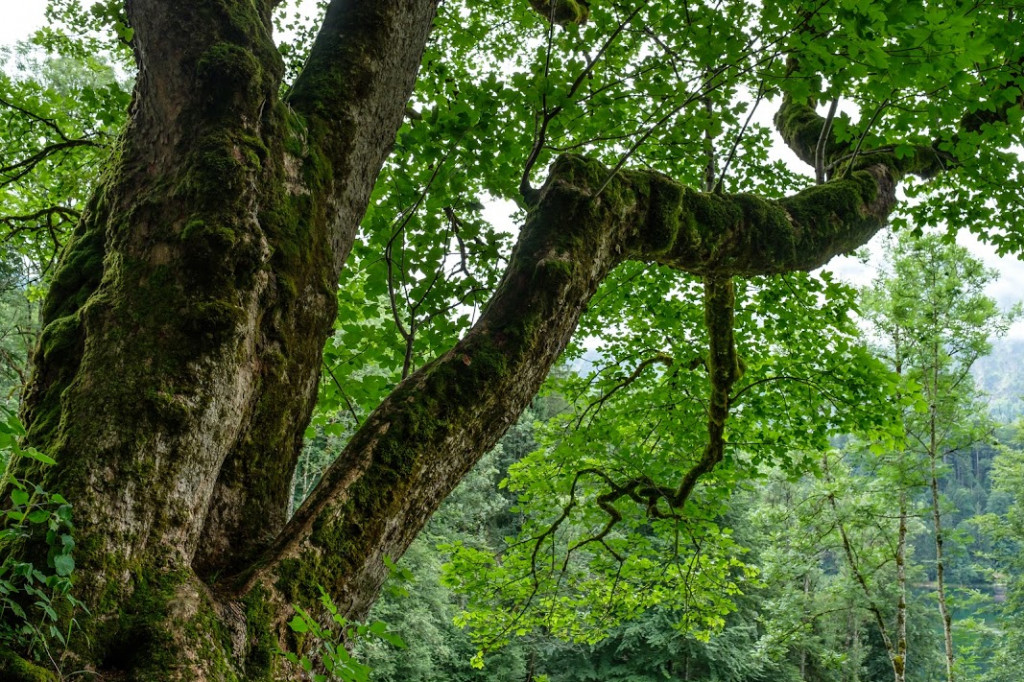 Plante mellifère : l'érable sycomore