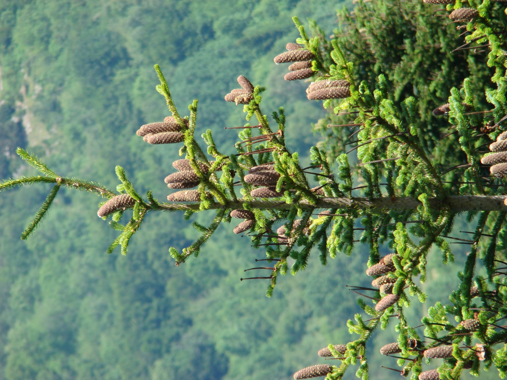 Plante mellifère : le sapin blanc