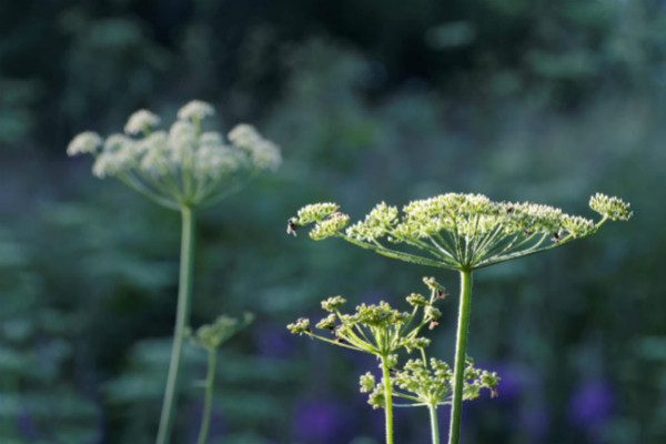 Plante mellifère : l'angélique