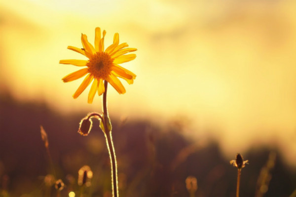 Plante mellifère : l'arnica des montagnes