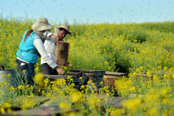 L'apiculture en Chine