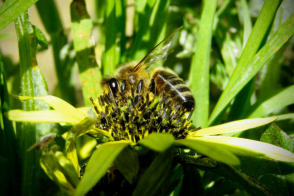 Les abeilles vont-elles nous aider à remplacer le plastique ?