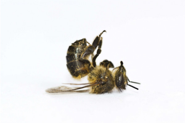 40% des espèces d'abeilles sauvages seraient en voie de disparition