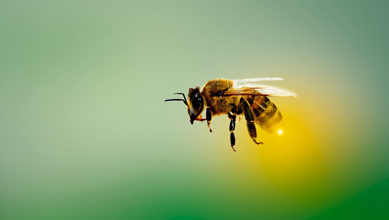 On va pouvoir vacciner les abeilles