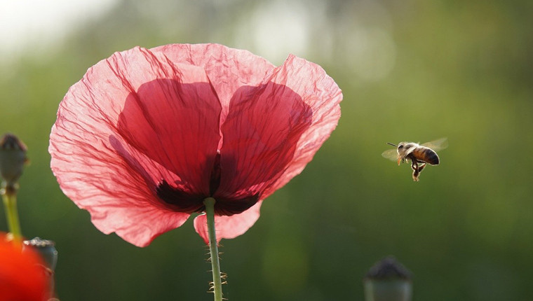 3 millions d'euros débloqués pour les abeilles
