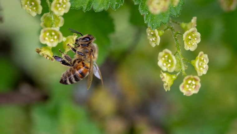 Les abeilles ont elles la bosse des maths ?